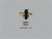 藏品(膜翅目(蜂))的圖片